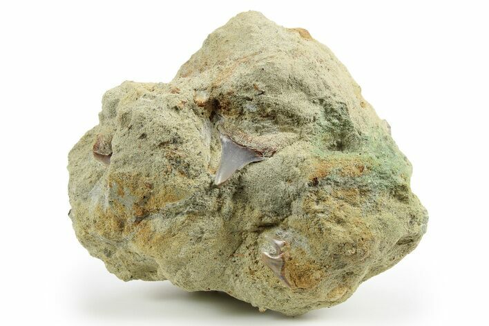 Three Fossil Shark Teeth on Sandstone - Bakersfield, CA #257513